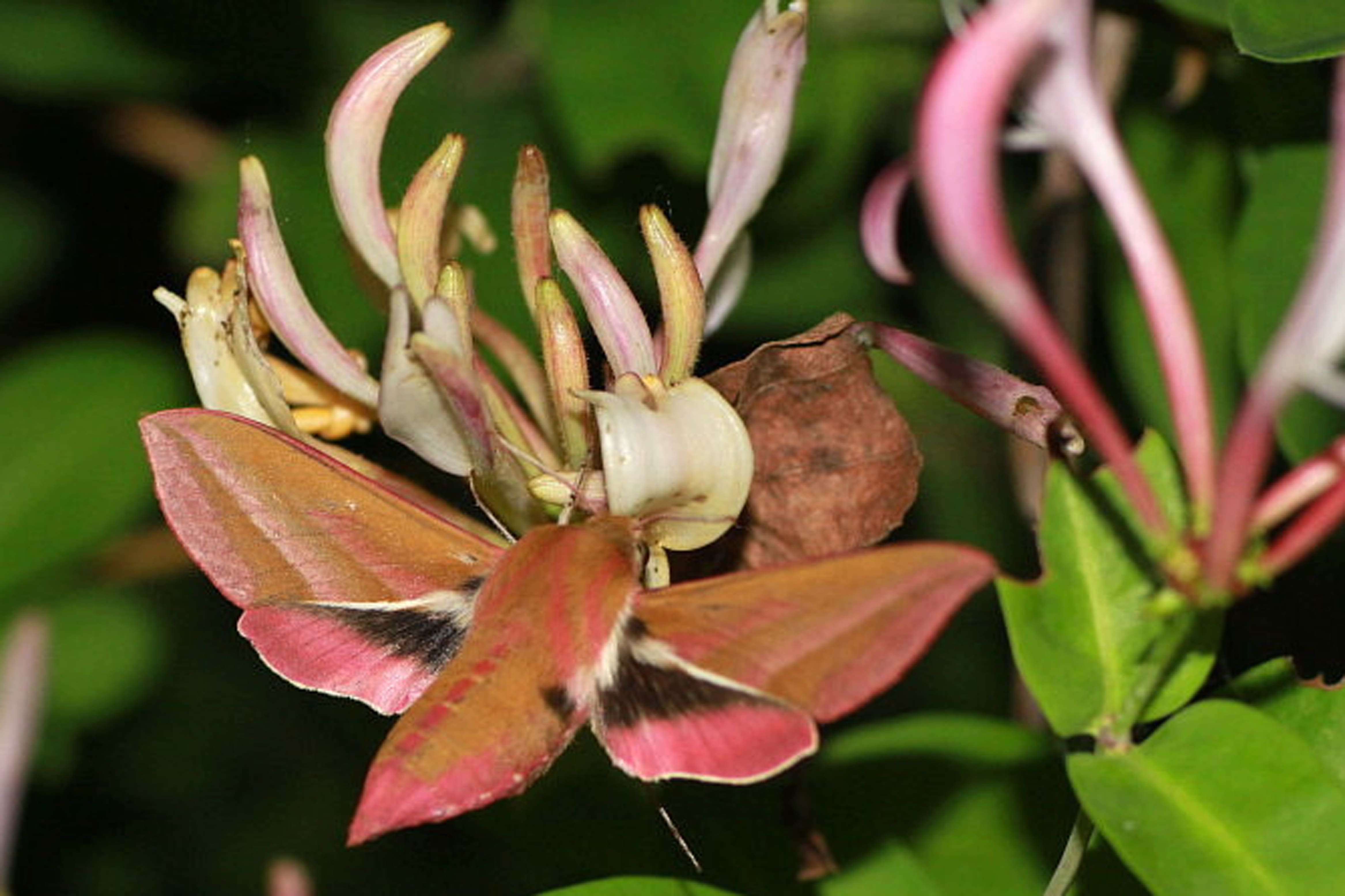 Maarten Immerzeel, Wageningen, 19 juni 2013